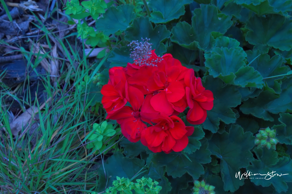 Reddish Alone - Limited Edition, Fine Art