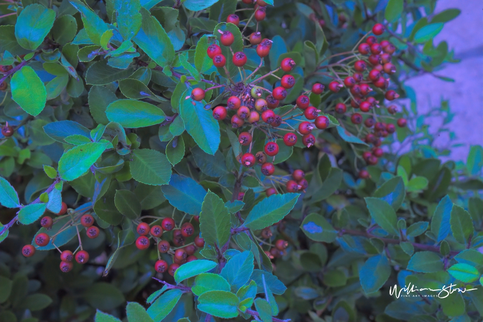 Tiny Roundish Reds - Limited Edition, Fine Art