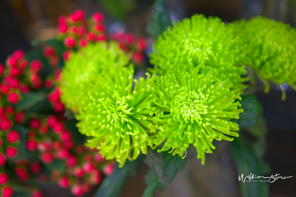 Bokeh Red - Limited Edition, Fine Art