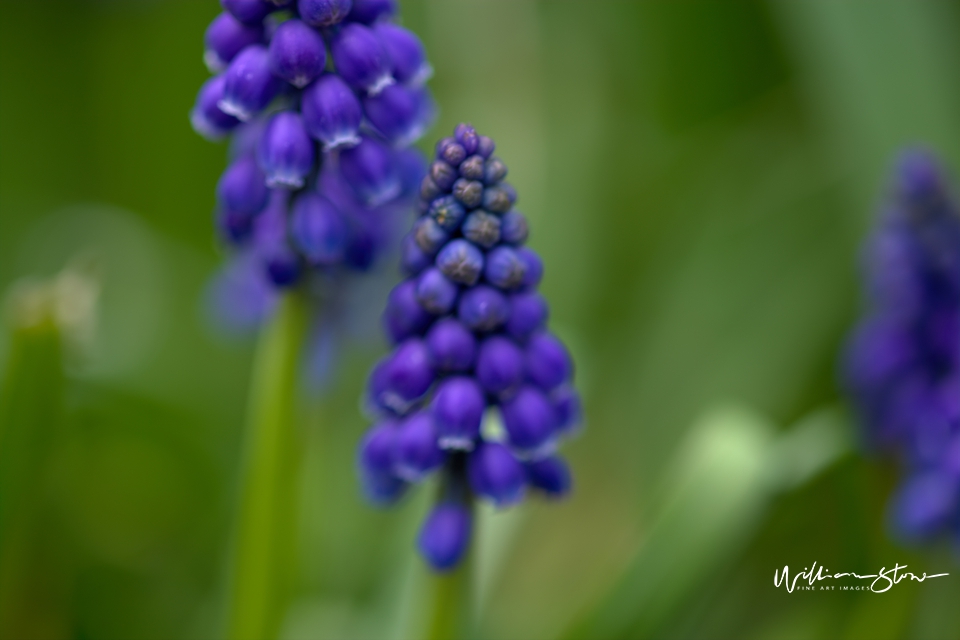 Roundish Purple - Limited Edition, Fine Art