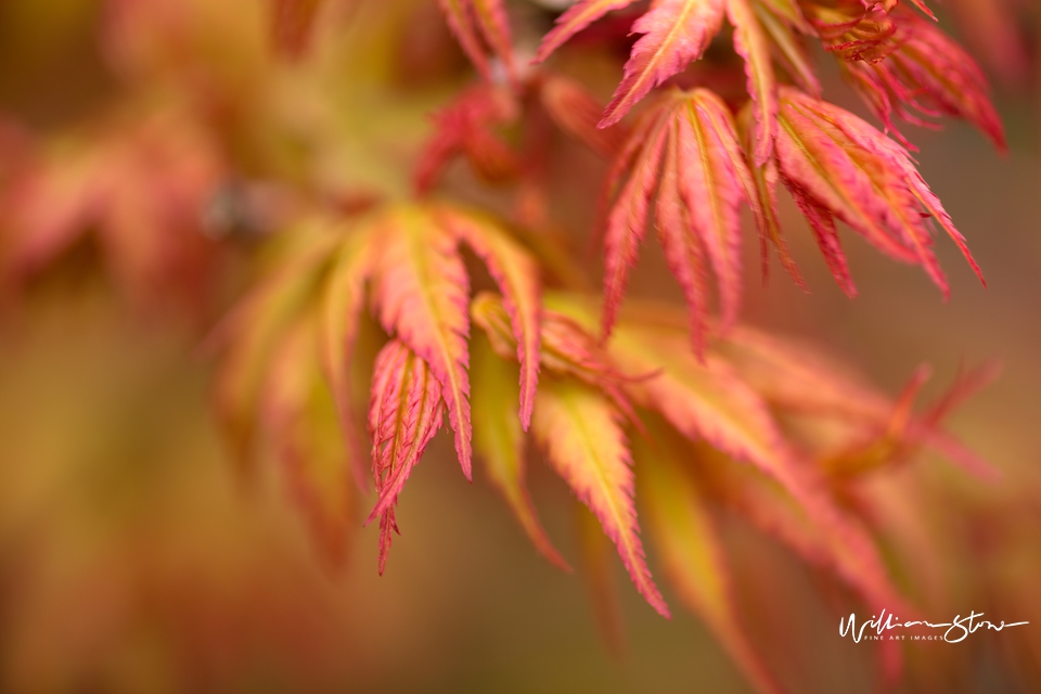 Thinly Reddish Green - Limited Edition, Fine Art