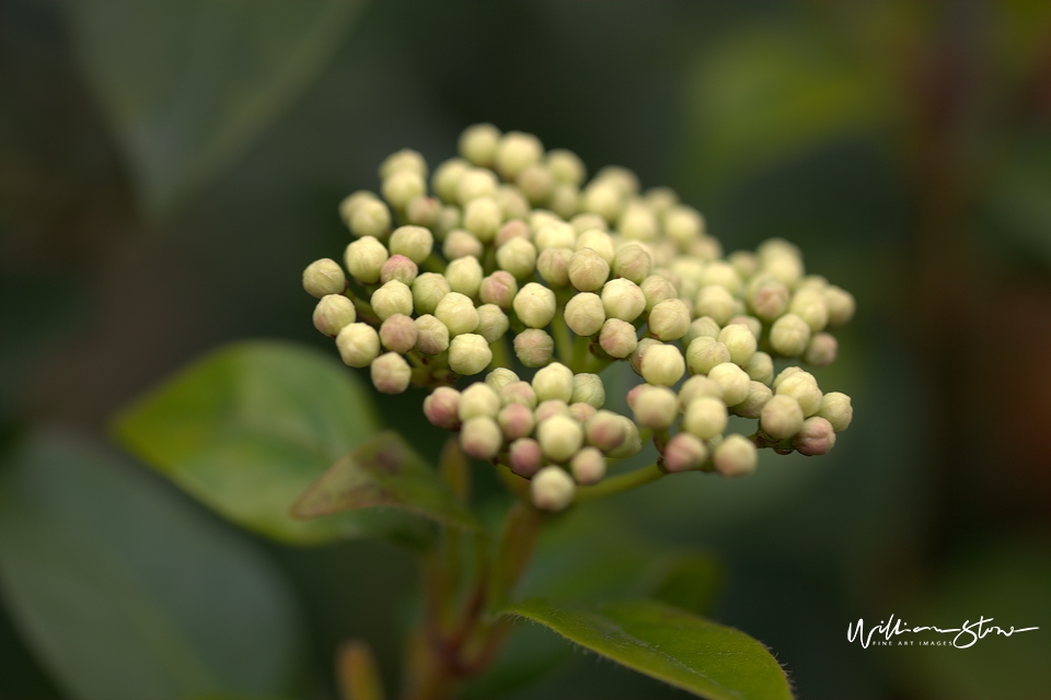 Lots of Roundish Greens - Limited Edition, Fine Art