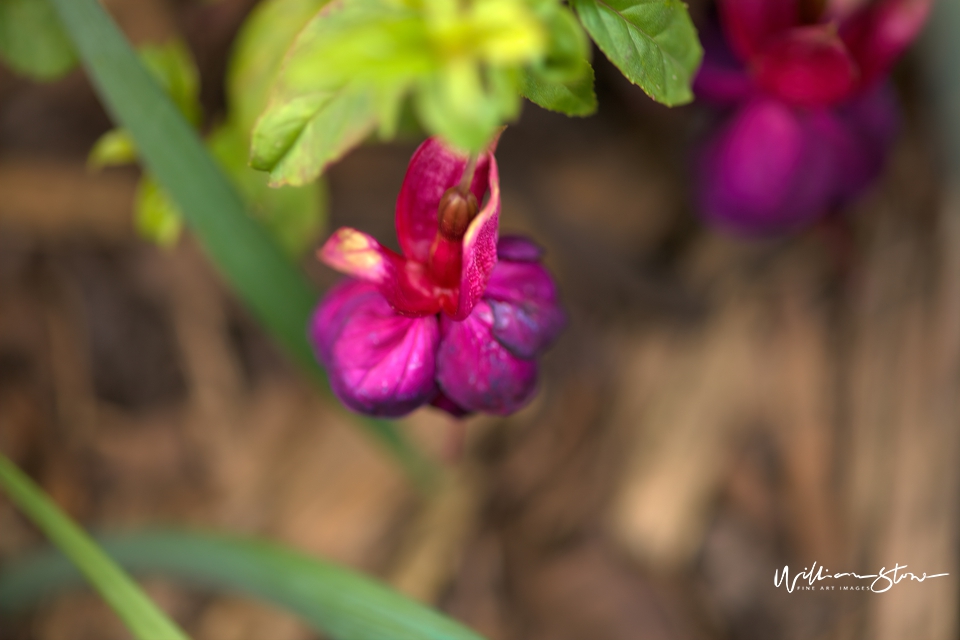 Dangling Reds - Limited Edition, Fine Art