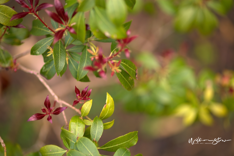 Green Above Red Below - Limited Edition, Fine Art