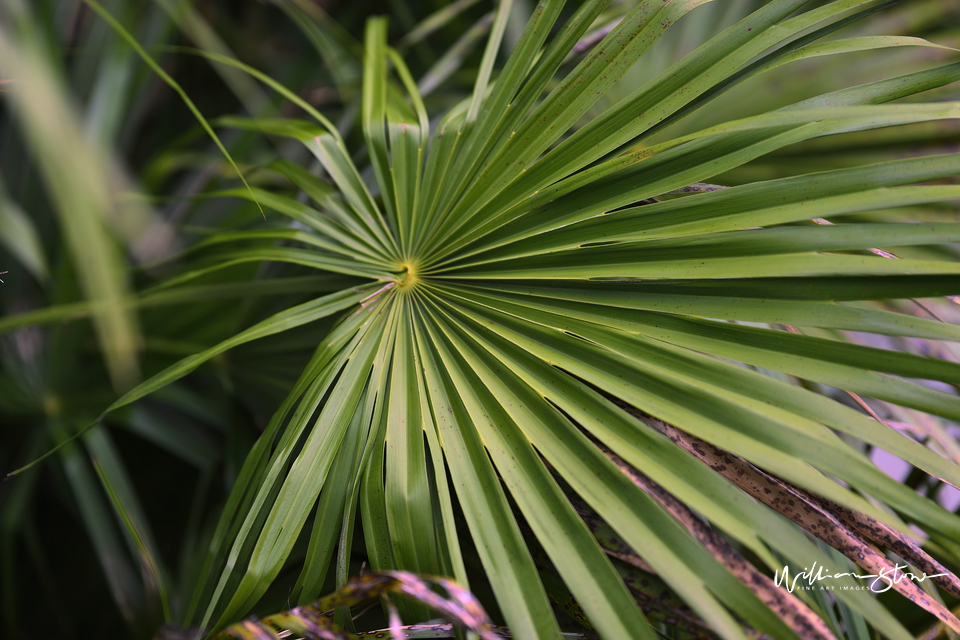 Centered Green - Limited Edition, Fine Art