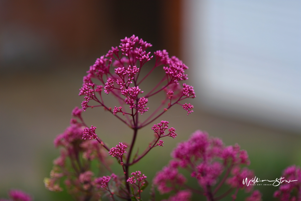 Stringy Purples - Limited Edition, Fine Art