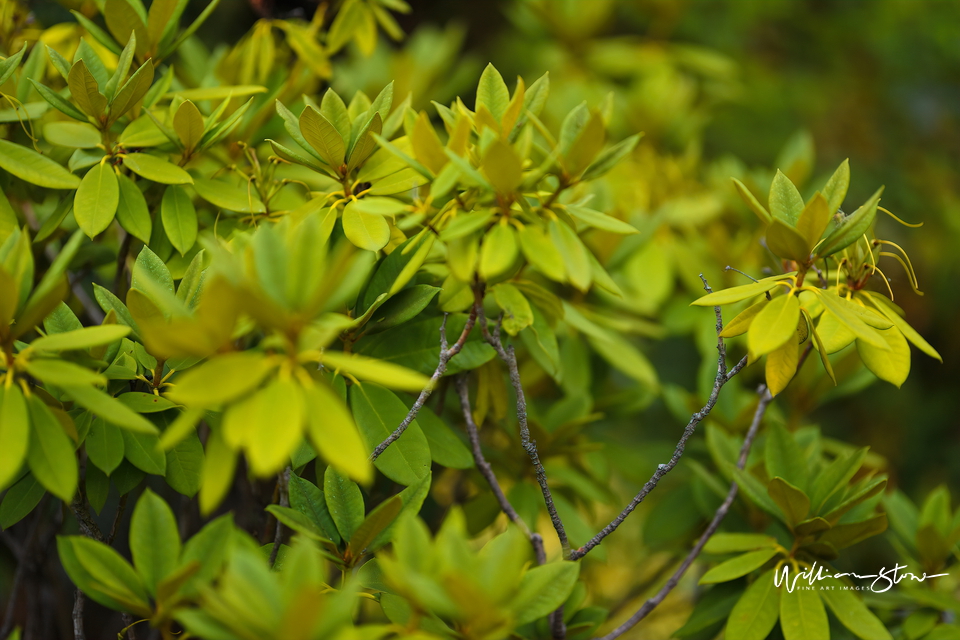 Soundly Green - Limited Edition, Fine Art