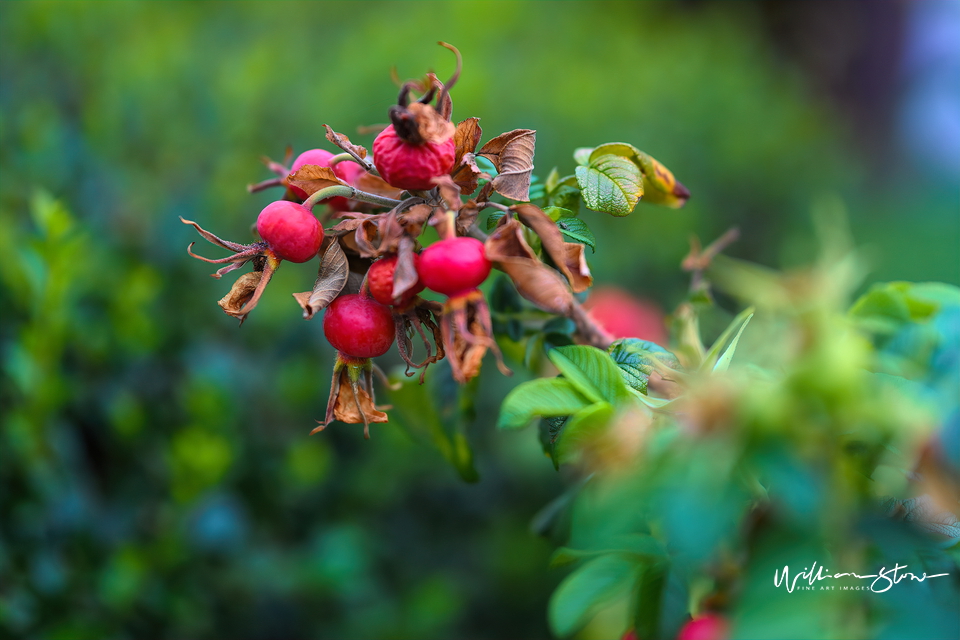 Withered Red - Limited Edition, Fine Art