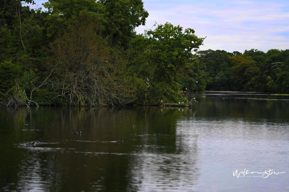 The Lakeside - Limited Edition, Fine Art