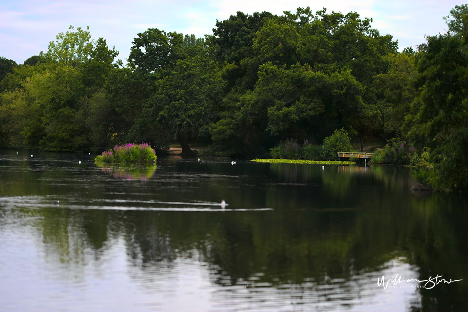 White Duck - Limited Edition, Fine Art