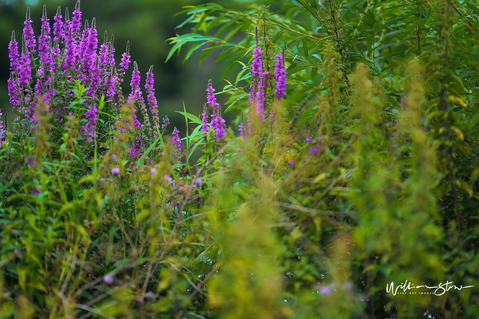 Elongated Purple - Limited Edition, Fine Art