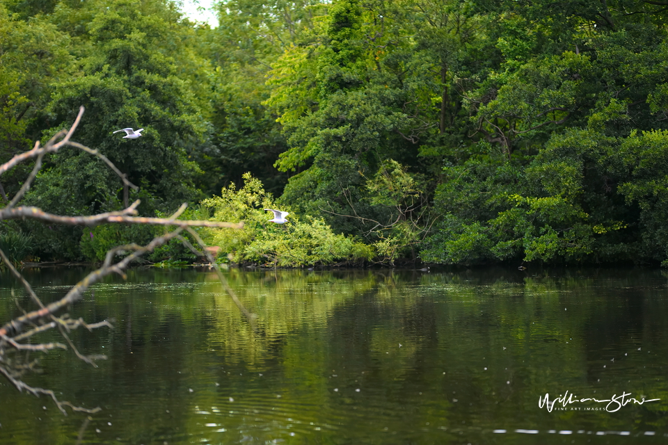 The Landing - Limited Edition, Fine Art