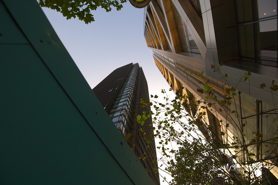 up Above, city alleyway, leaves, beauty