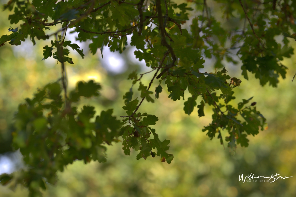 up Above, city alleyway, leaves, beauty