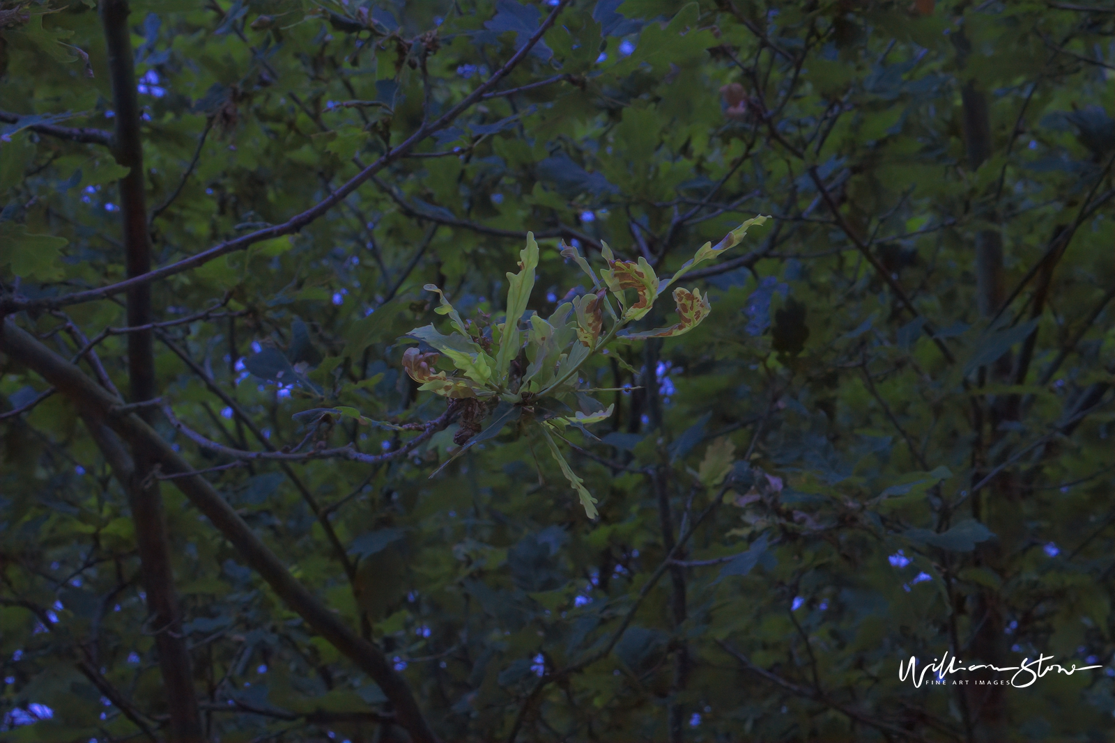 Fine Art, Limited Edition, Flying Green, London.