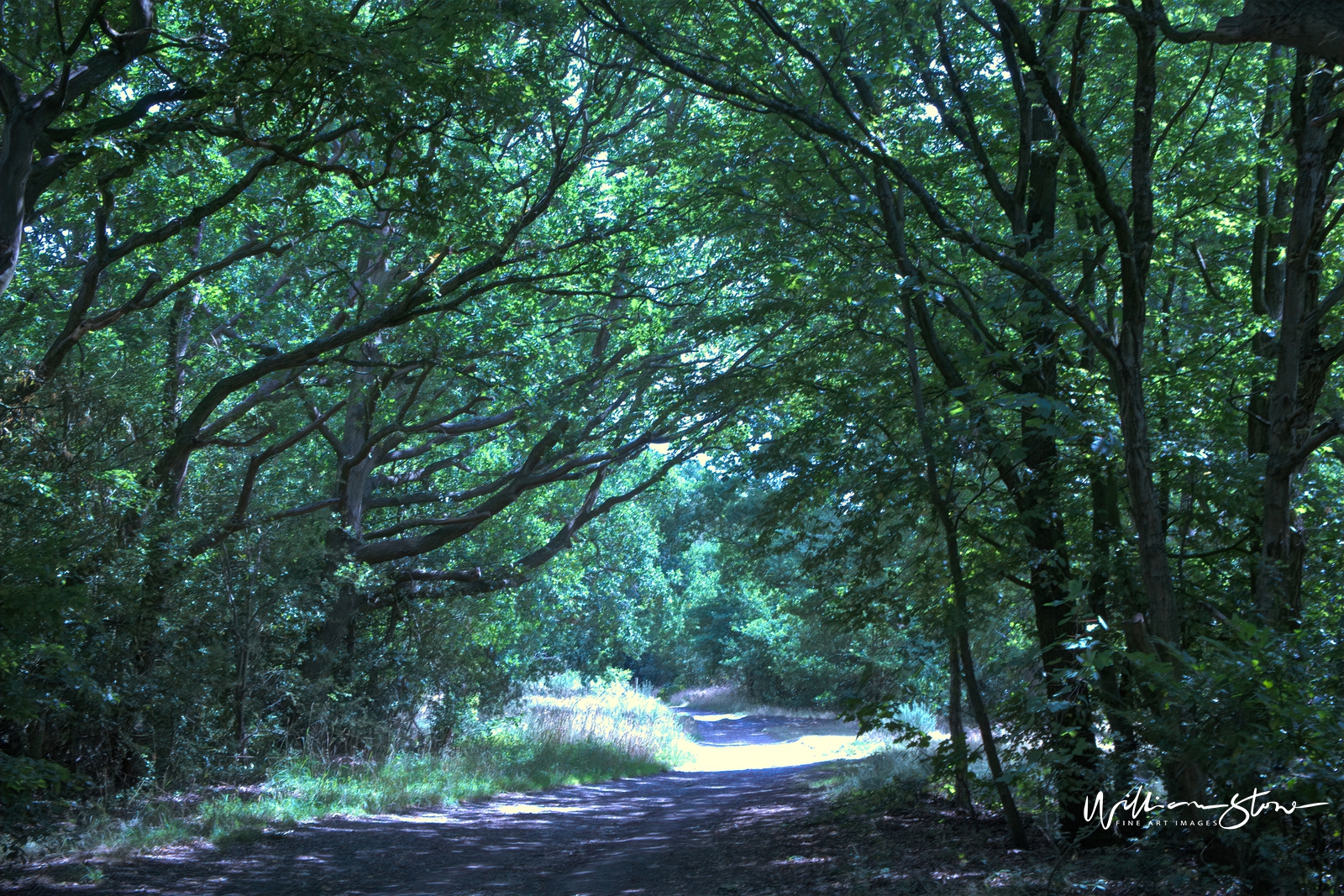 Fine Art, Limited Edition, Dense Pathways, London.