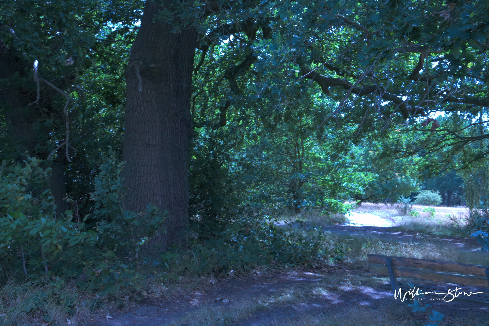 Fine Art, Limited Edition, Large Tree By The Side, London.