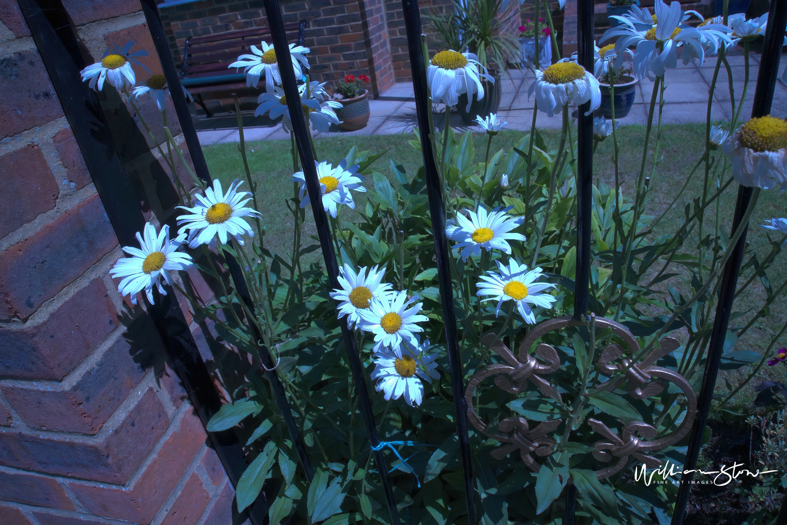 Fine Art, Limited Edition, Sunflower At The Edge, London.