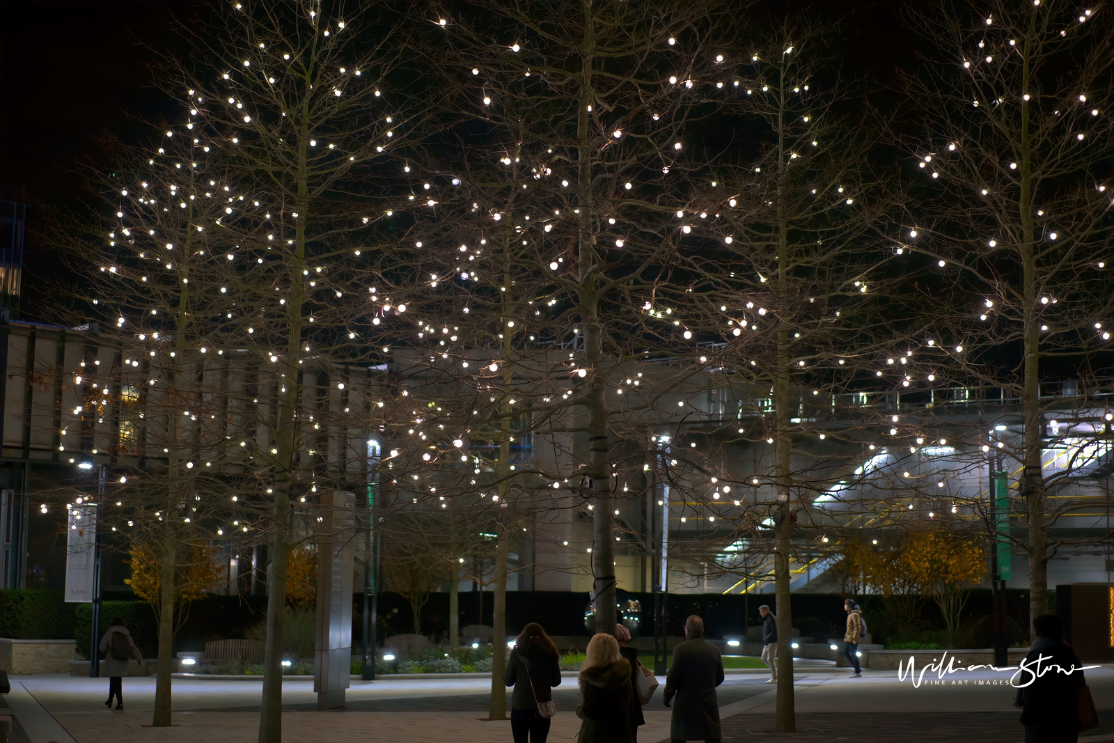 Fine Art, Limited Edition, Beautiful and Lighted Tree, London.