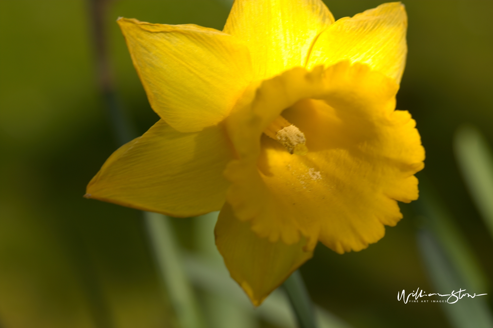 Fine Art, Limited Edition, Lots of Yellow, London.