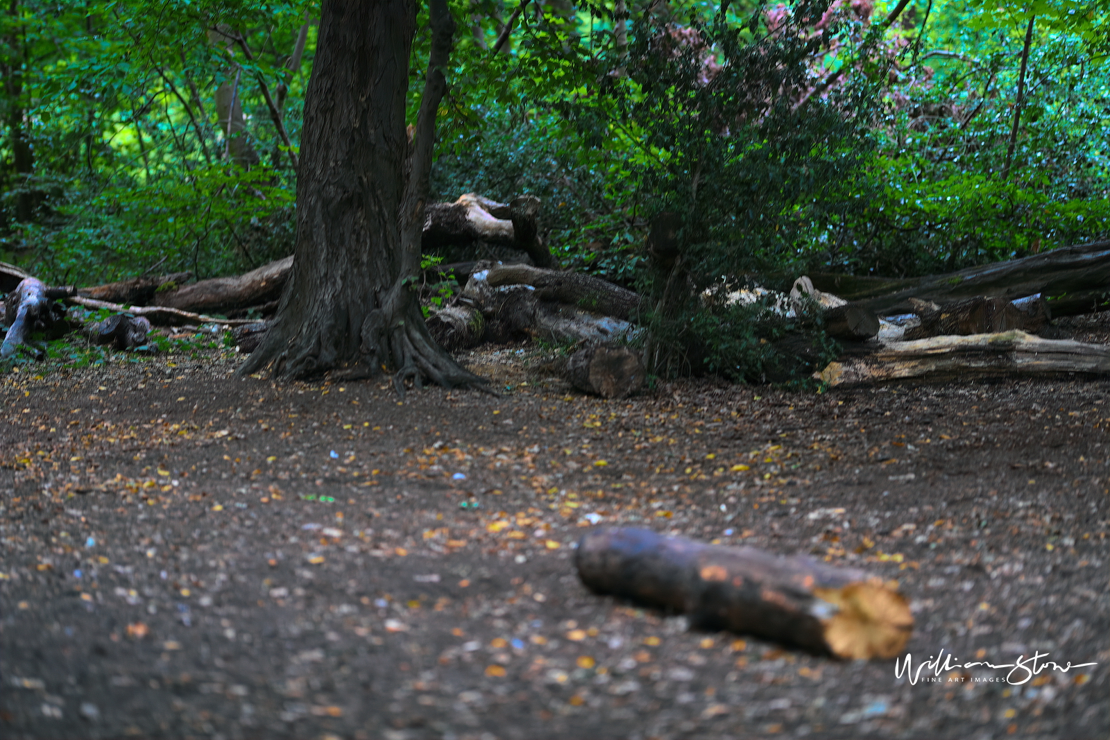 Fine Art, Limited Edition, Half A Trunk, London.