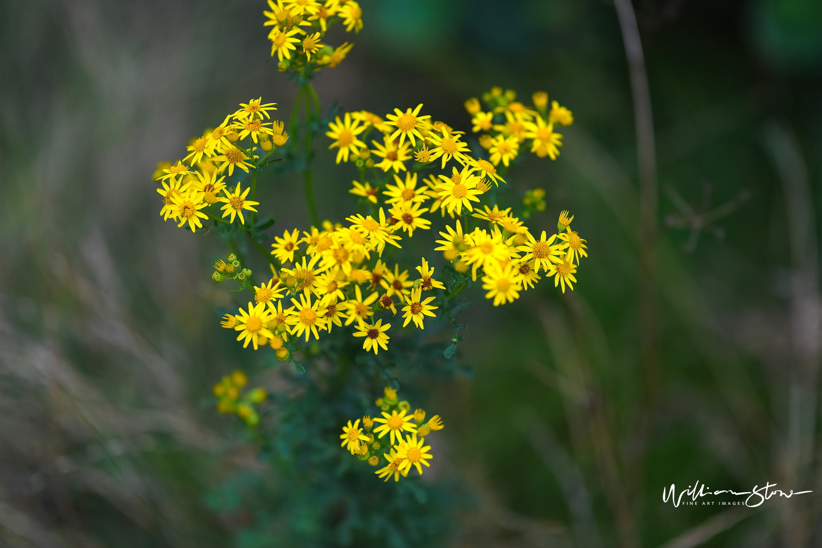 Fine Art, Limited Edition, Beautiful Yellow, London.