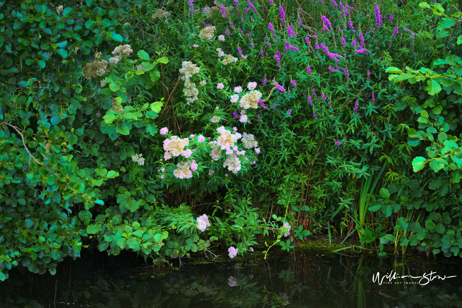 Fine Art, Limited Edition, Purple And White, London.