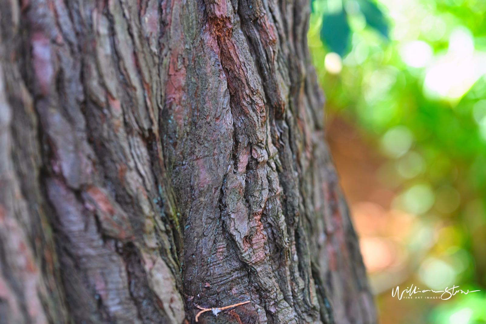 Fine Art, Limited Edition, Nice Bark, London.