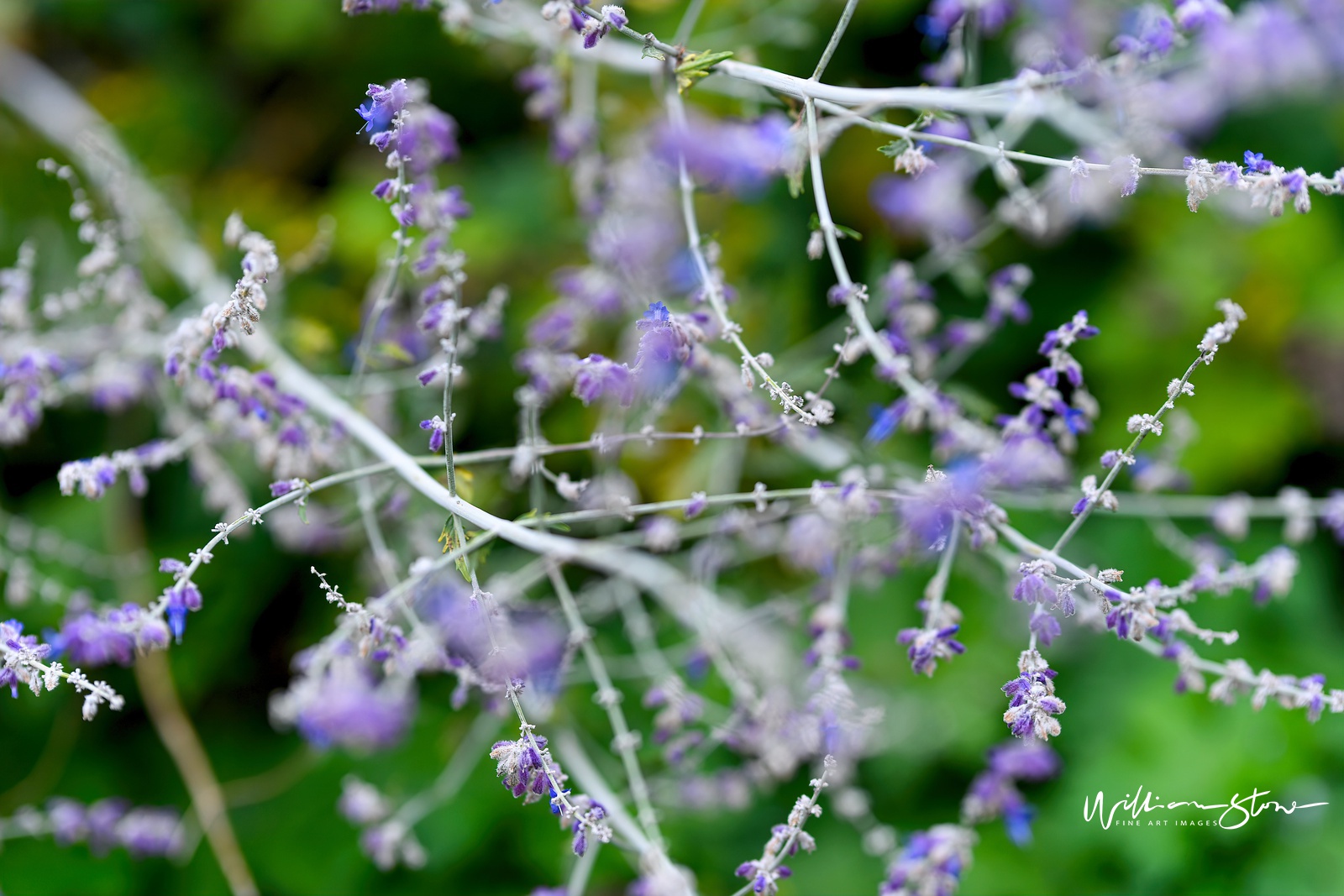 Fine Art, Limited Edition, Tangling Purple, London.