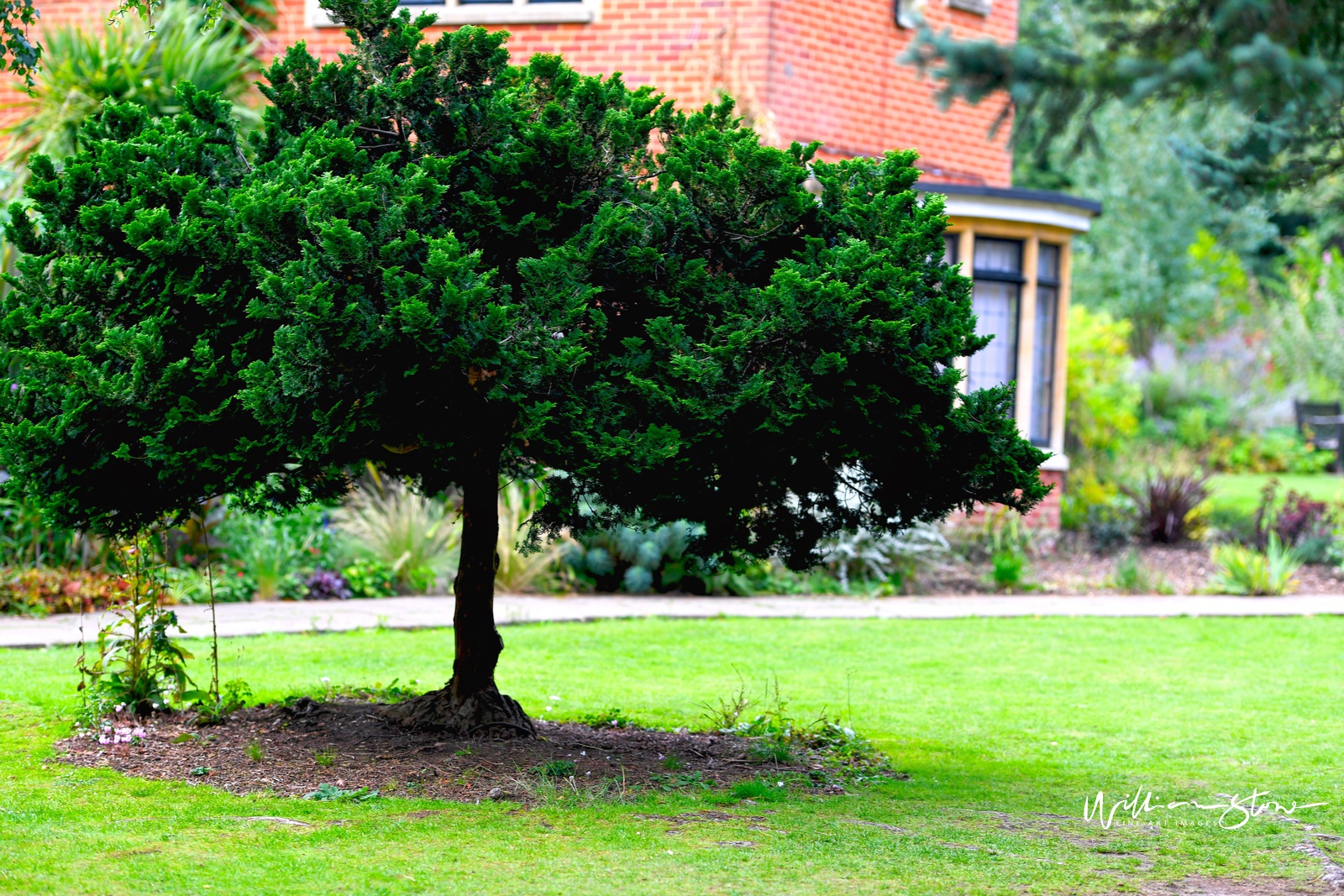 Fine Art, Limited Edition, Bonsai Ahead, London.