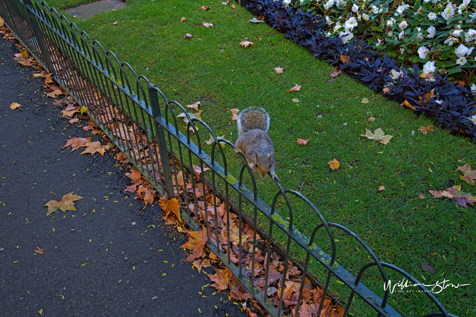 Fine Art, Limited Edition, Squirrel Away, London.