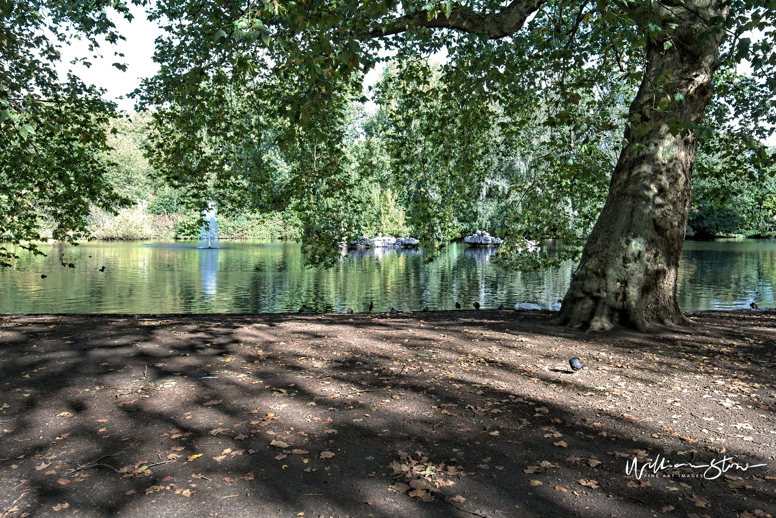 Fine Art, Limited Edition, St James Big Tree, London.