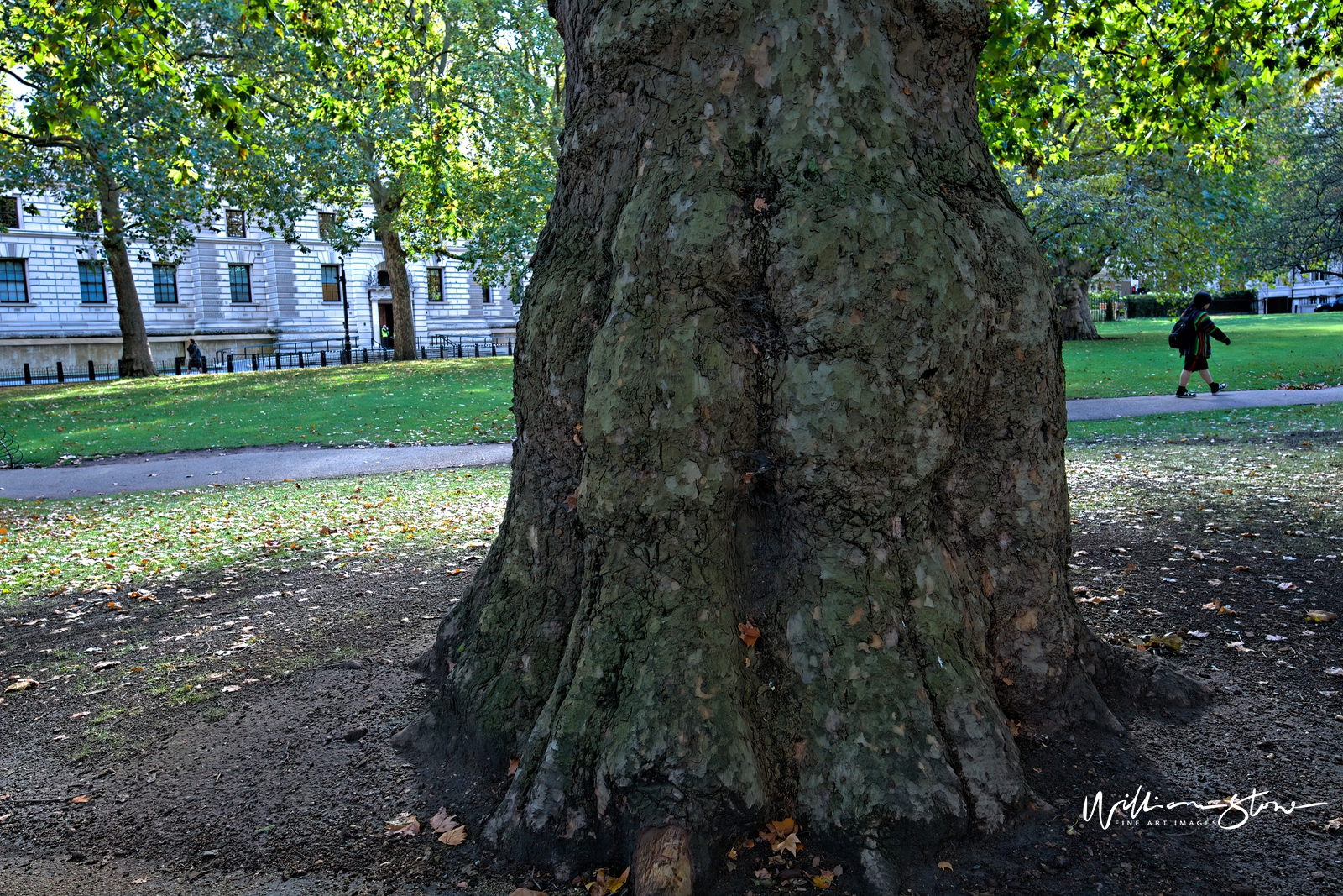 Fine Art, Limited Edition, Big Open Stem, London.