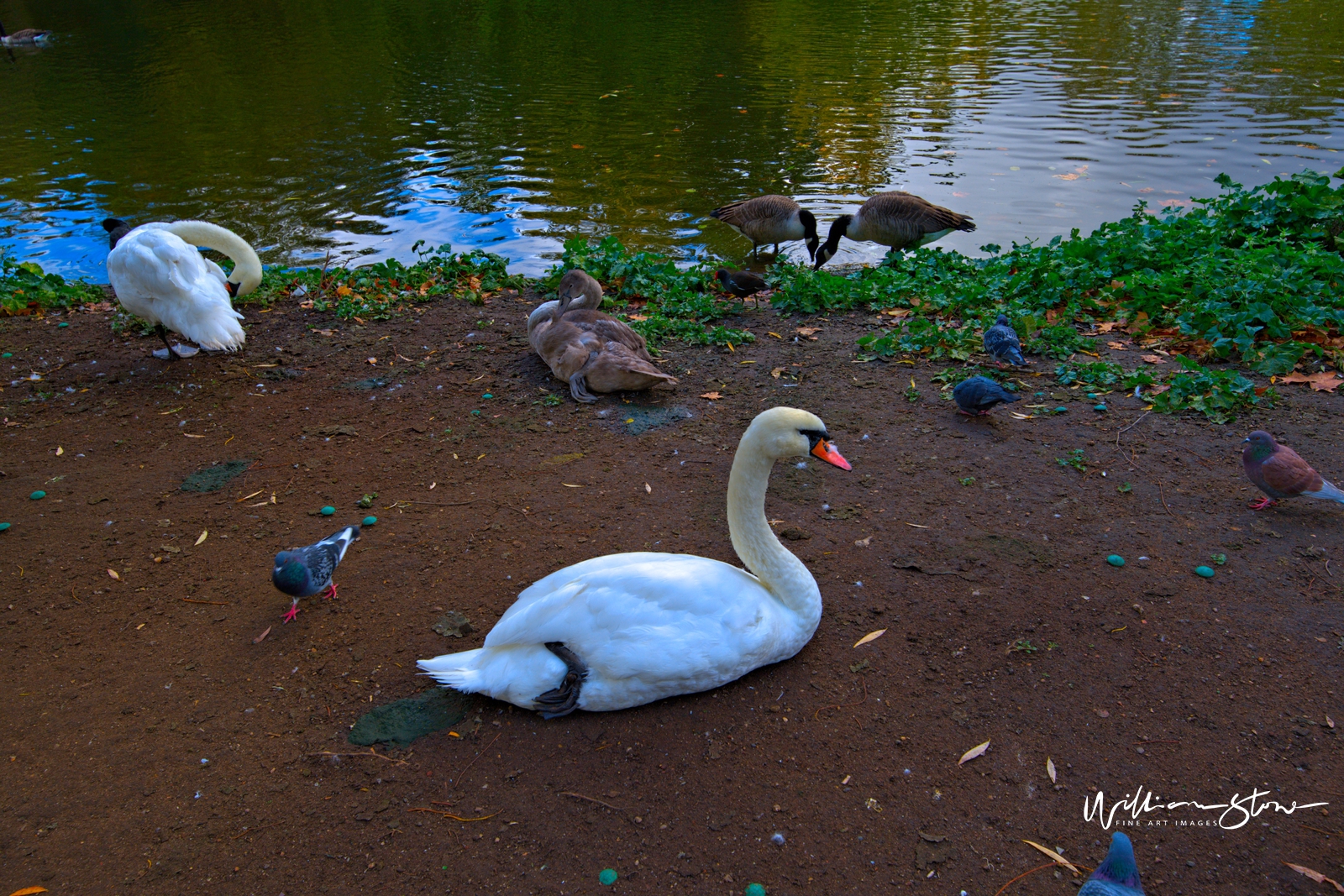 Fine Art, Limited Edition, A White Sitting Duck, London.