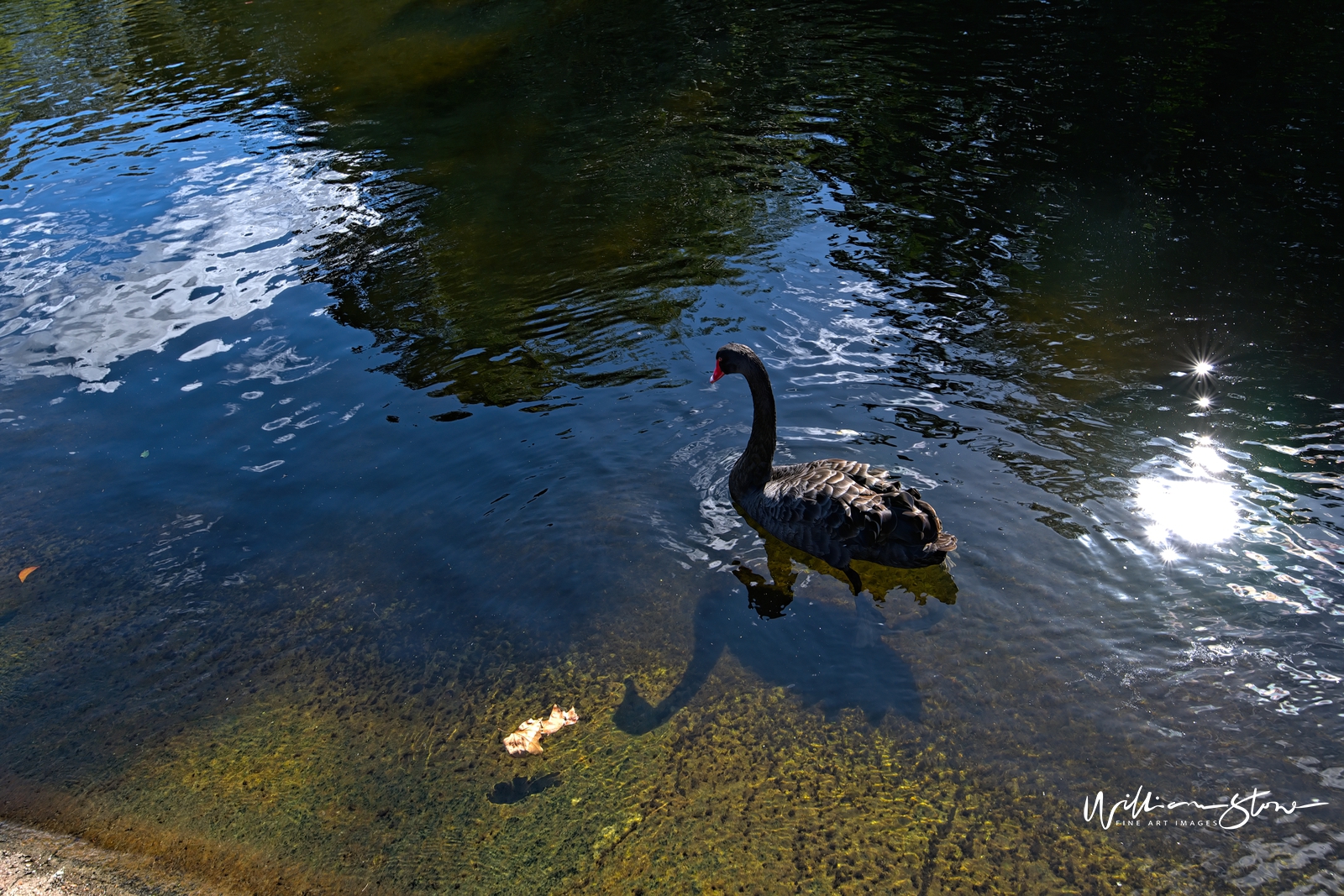 Fine Art, Limited Edition, Black Swan, London.