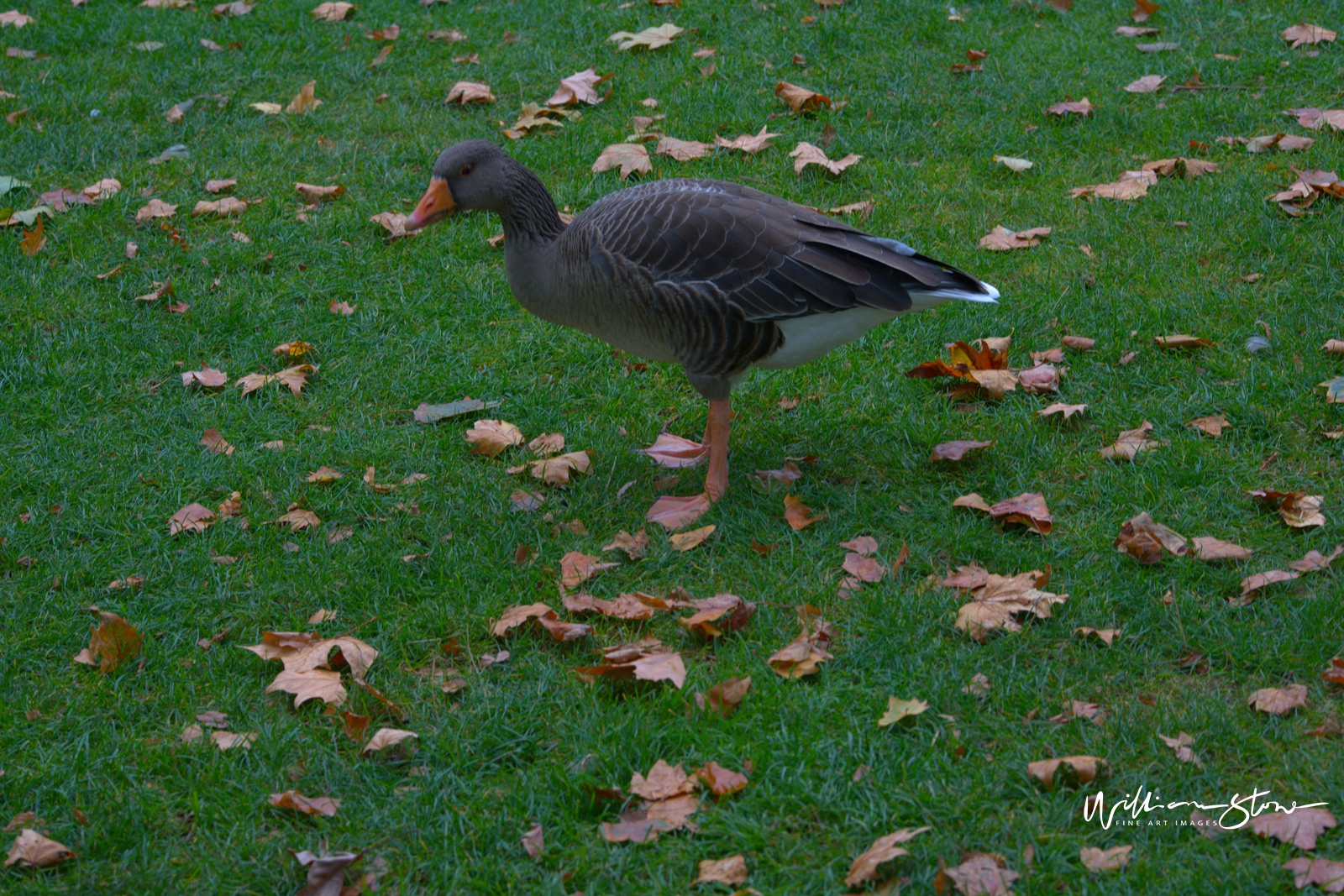 Fine Art, Limited Edition, Lone Duck, London.