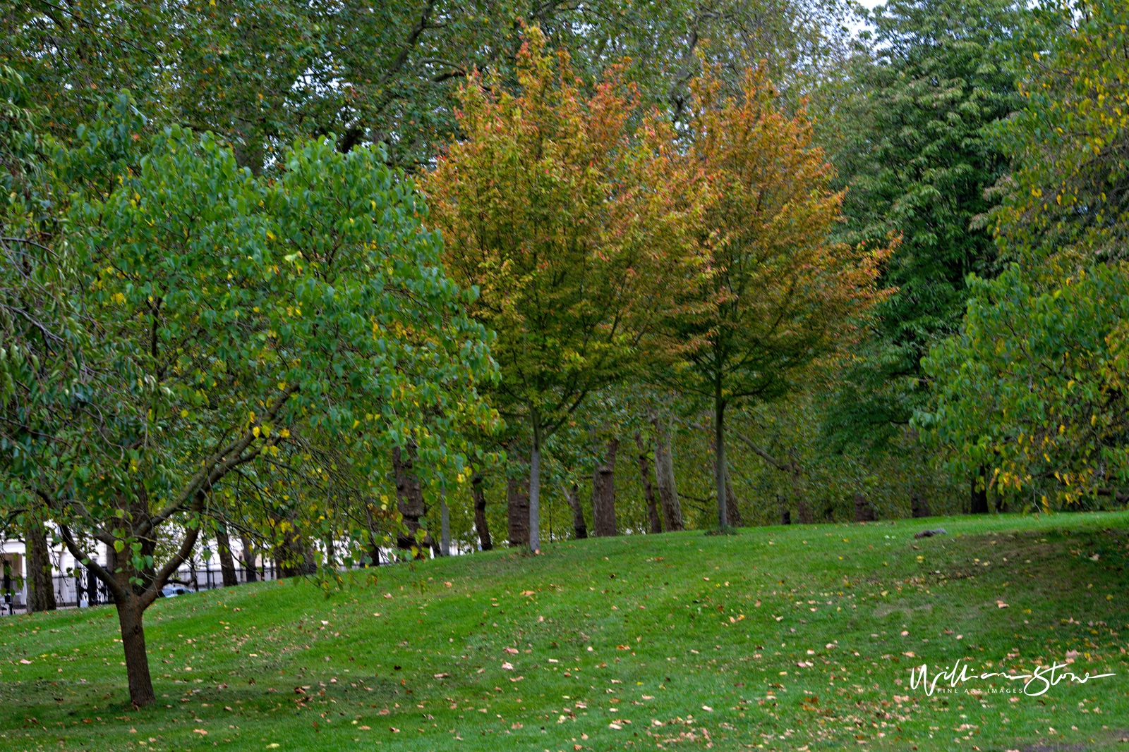 Fine Art, Limited Edition, Middle Twin Tree, London.